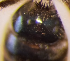 Lasioglossum pauxillum