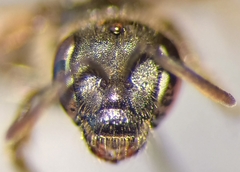 Lasioglossum pauxillum