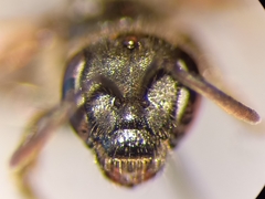 Lasioglossum pauxillum