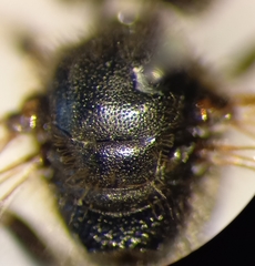 Lasioglossum pauxillum