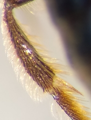 Lasioglossum pauxillum