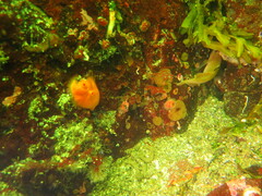 Cnemidocarpa finmarkiensis