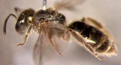 Lasioglossum pauxillum