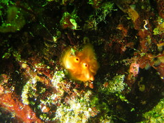 Cnemidocarpa finmarkiensis