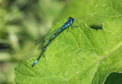 Coenagrion pulchellum