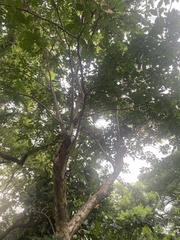 Glochidion zeylanicum