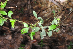 Zanthoxylum armatum