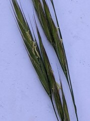Bromus ramosus