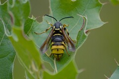 Paranthrene simulans