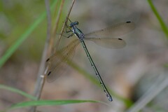 Lestes eurinus