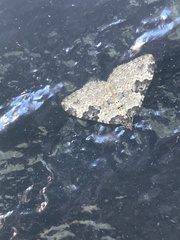 Xanthorhoe fluctuata