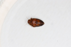 Coptotomus longulus lenticus