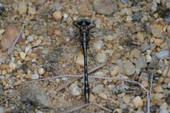 Phanogomphus borealis