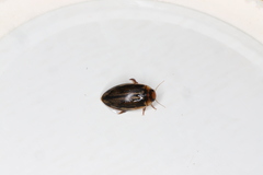 Coptotomus longulus lenticus