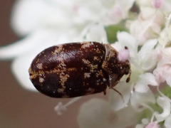 Anthrenus minor