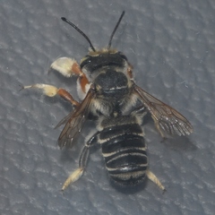 Megachile albitarsis
