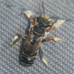 Megachile albitarsis