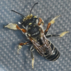 Megachile albitarsis