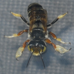 Megachile albitarsis
