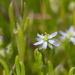 Spergularia canadensis - Photo (c) Samuel Brinker,  זכויות יוצרים חלקיות (CC BY-NC), הועלה על ידי Samuel Brinker