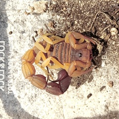 Parabuthus capensis
