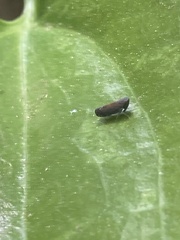 Scaphytopius nigrifrons