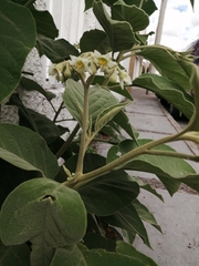 Solanum erianthum