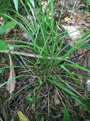 Carex bermudiana