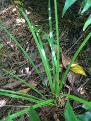 Carex bermudiana