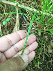 Carex bermudiana