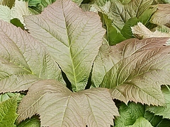 Rodgersia