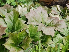 Rodgersia