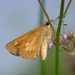 Broad-winged Skipper - Photo (c) Bill Bouton, some rights reserved (CC BY-NC-ND)
