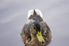 Anas platyrhynchos