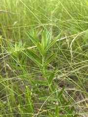 Gentiana puberulenta