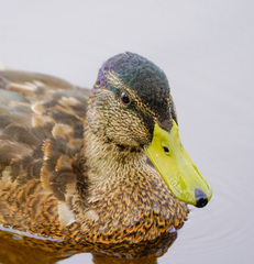 Anas platyrhynchos