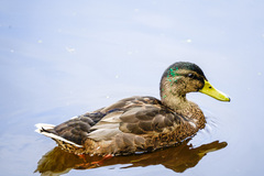 Anas platyrhynchos