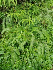 Dicranopteris curranii