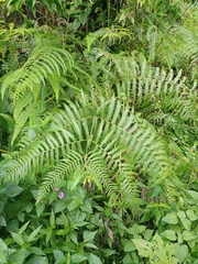 Pteridium revolutum