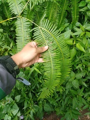 Dicranopteris curranii