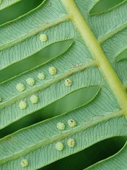 Dicranopteris curranii