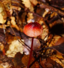 Mycena toyerlaricola