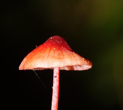 Mycena toyerlaricola