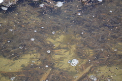 Fundulus parvipinnis