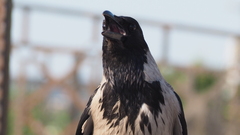 Corvus cornix