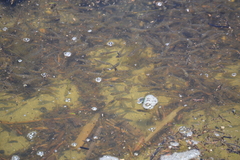 Fundulus parvipinnis