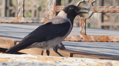 Corvus cornix