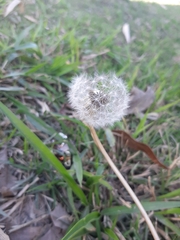 Taraxacum officinale