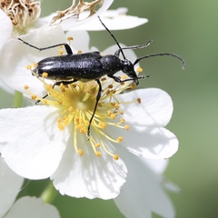 Strangalepta abbreviata