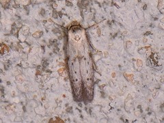 Hypatopa punctiferella